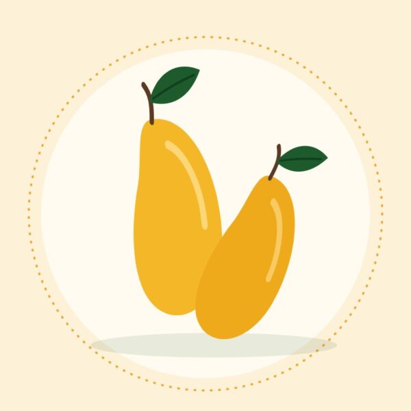Dusehri mangoes from Multan, Saeen Soghaat
